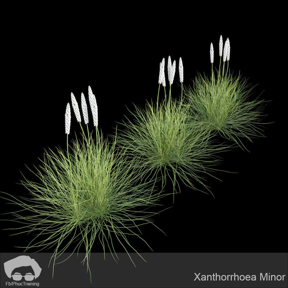 Australian Bush and Grass kit 2 3D model_23
