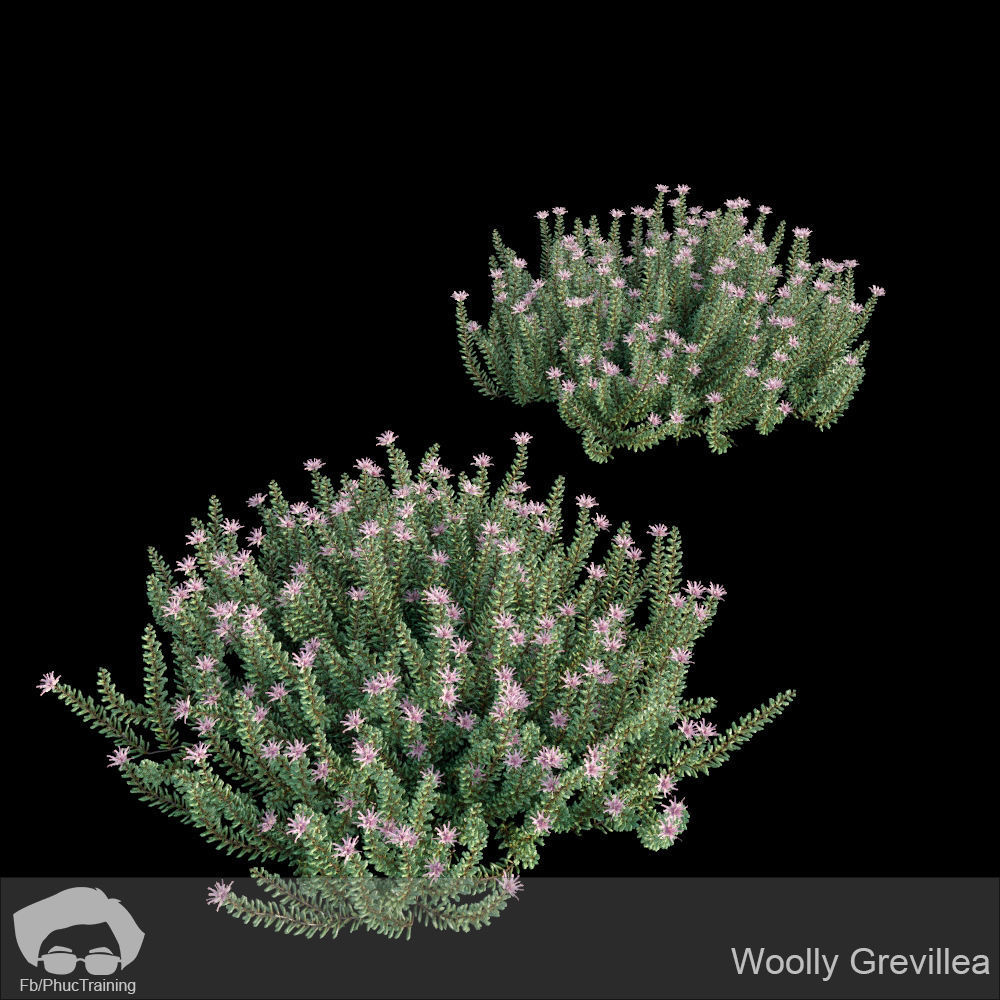 Australian Bush and Grass kit 2 3D model_19