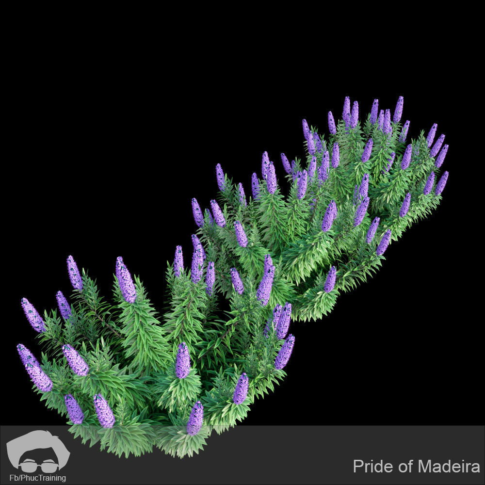 Australian Bush and Grass kit 2 3D model_9