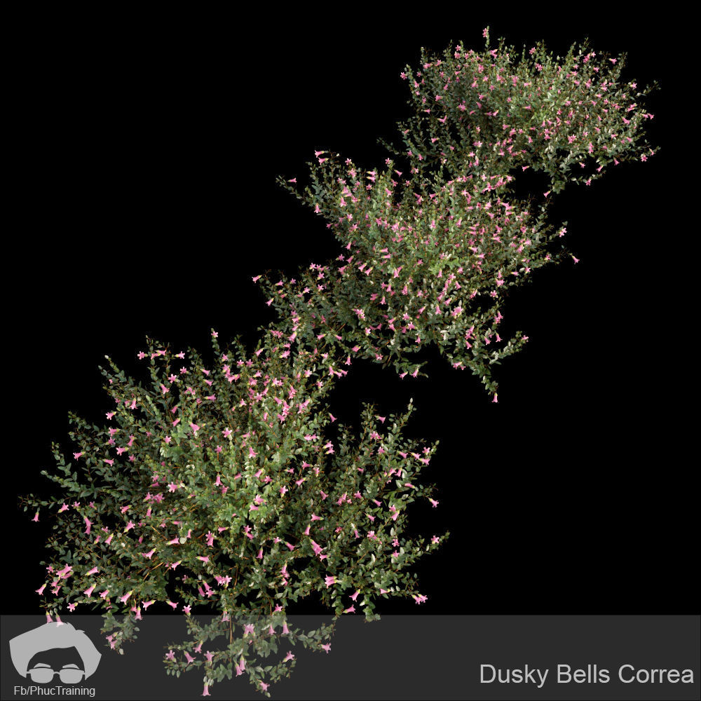 Australian Bush and Grass kit 2 3D model_1