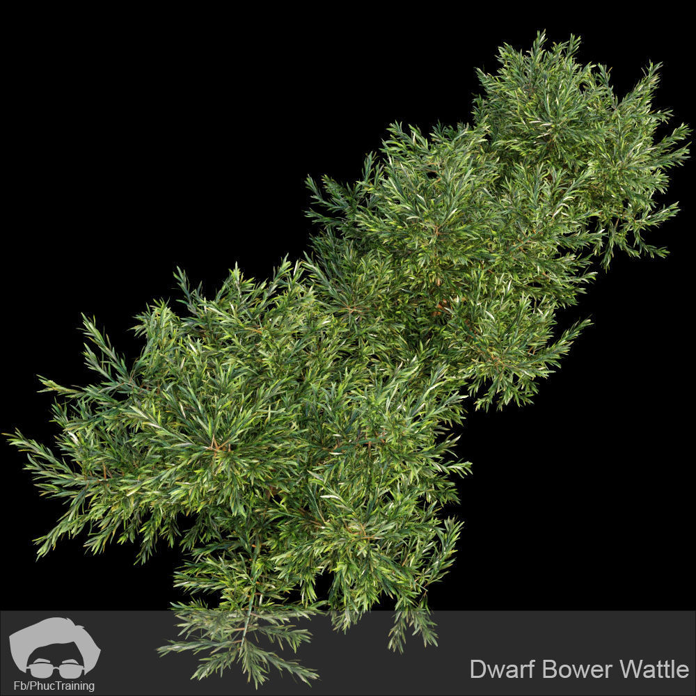 Australian Bush and Grass kit 2 3D model_3