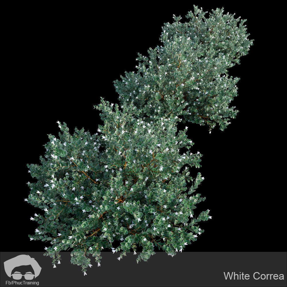 Australian Bush and Grass kit 2 3D model_15