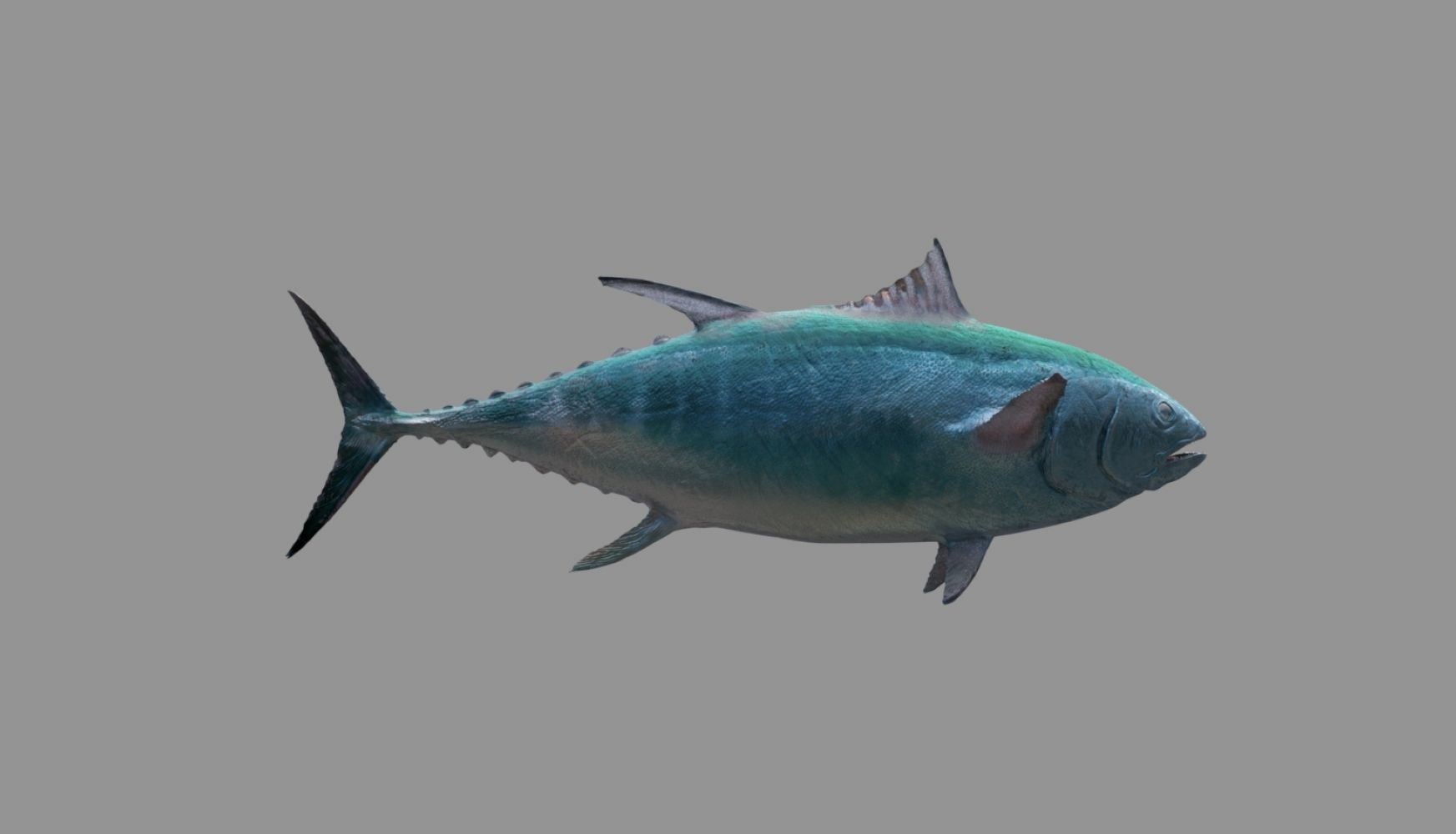tuna fish 3D model_26
