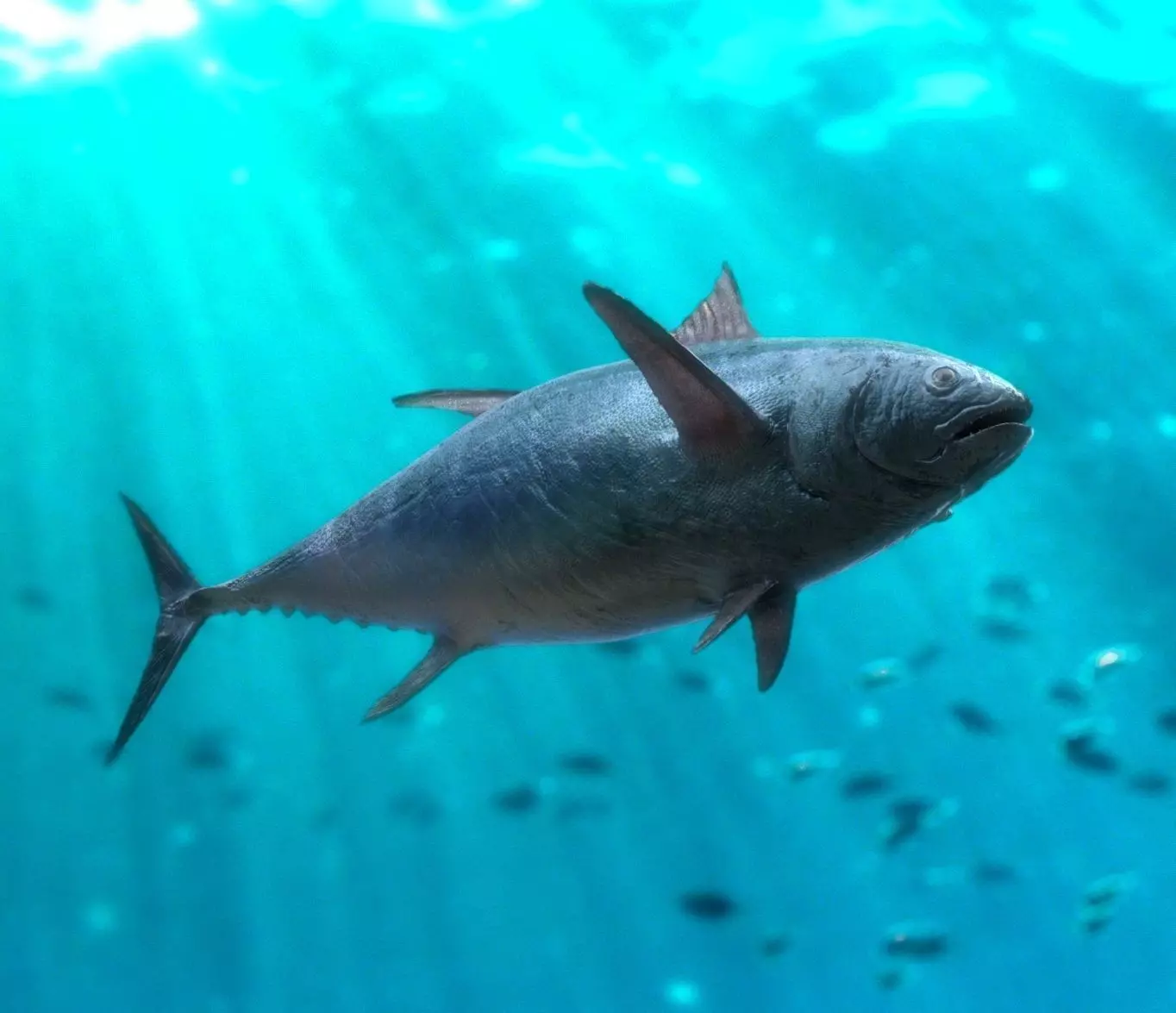 tuna fish 3D model_0
