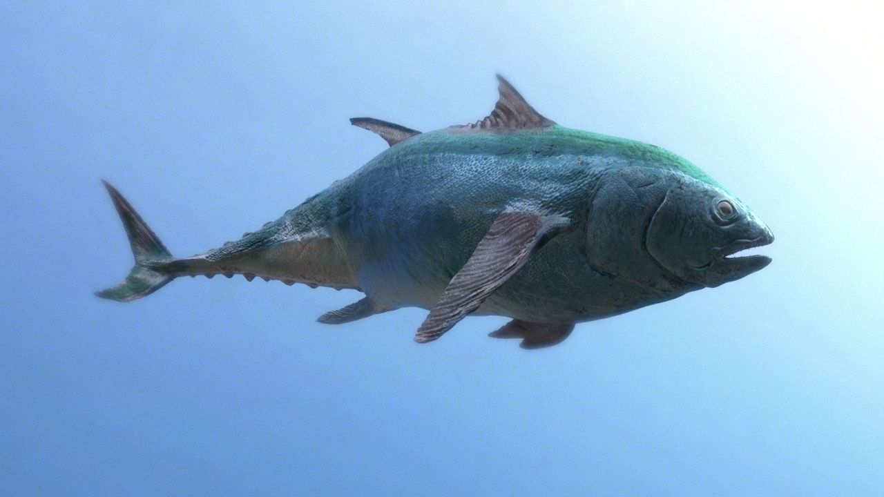 tuna fish 3D model_2