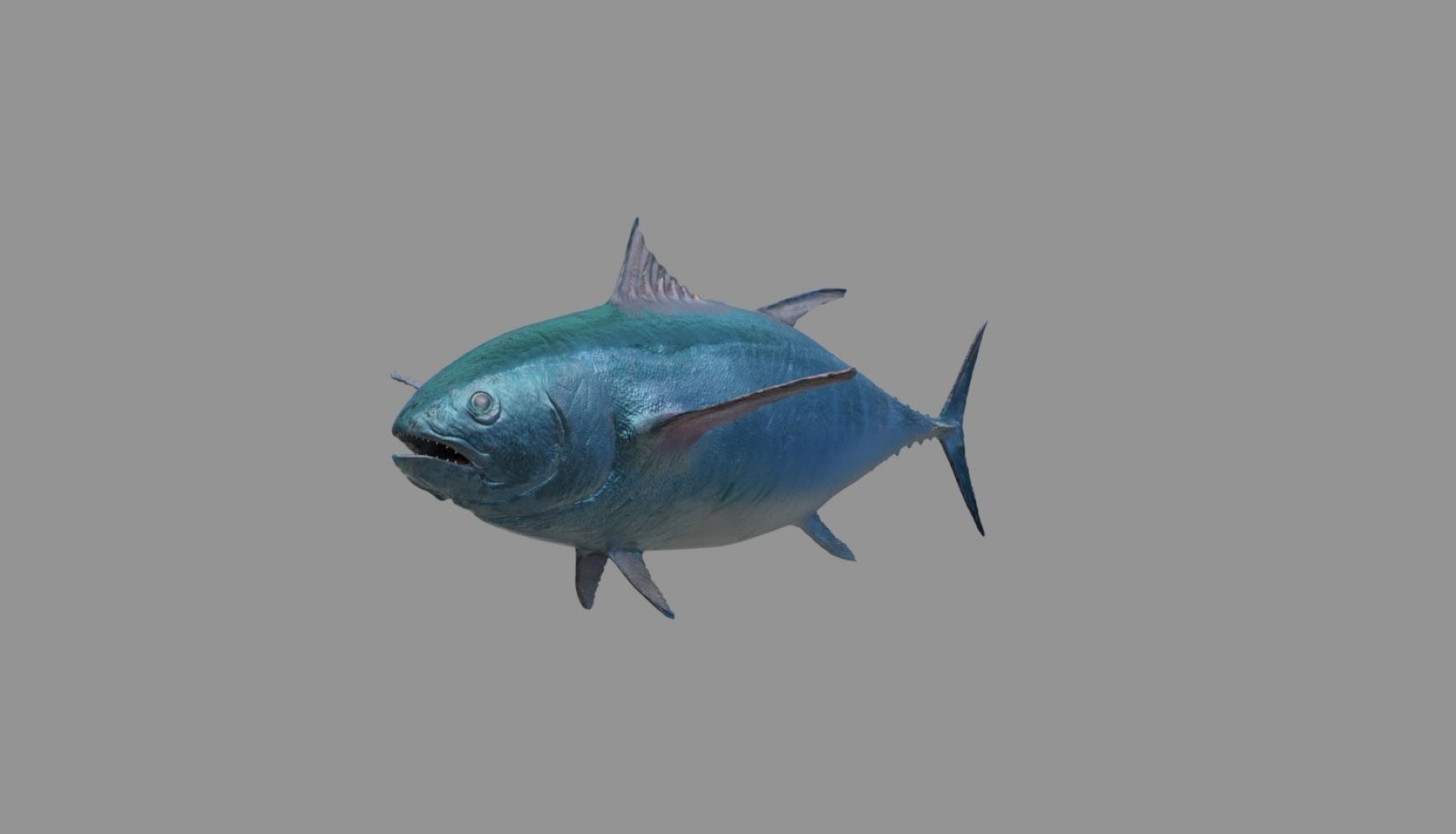 tuna fish 3D model_13