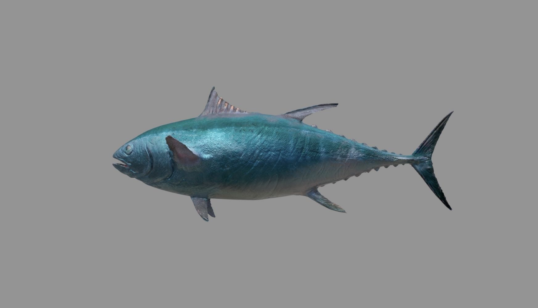 tuna fish 3D model_16