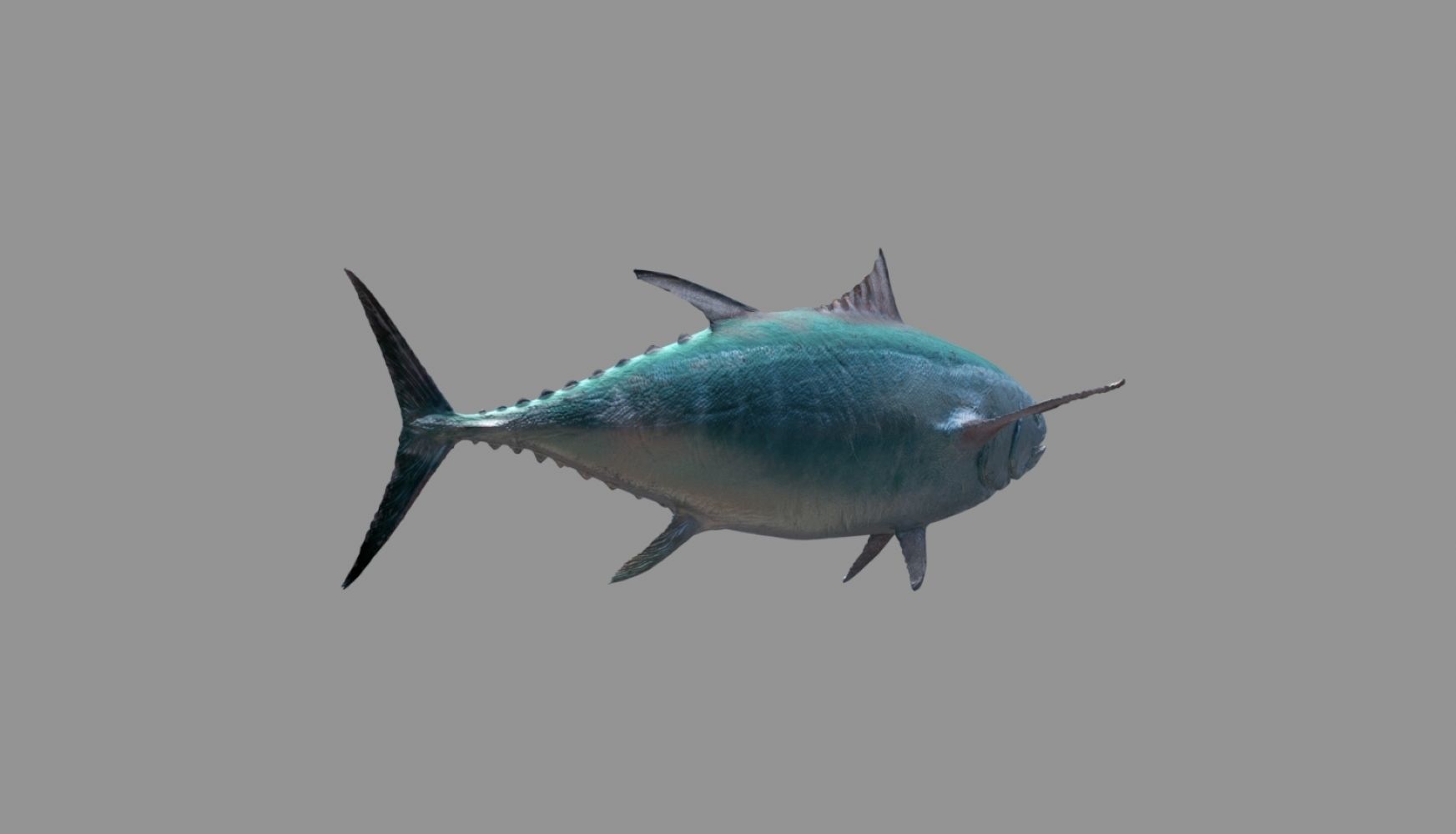 tuna fish 3D model_24