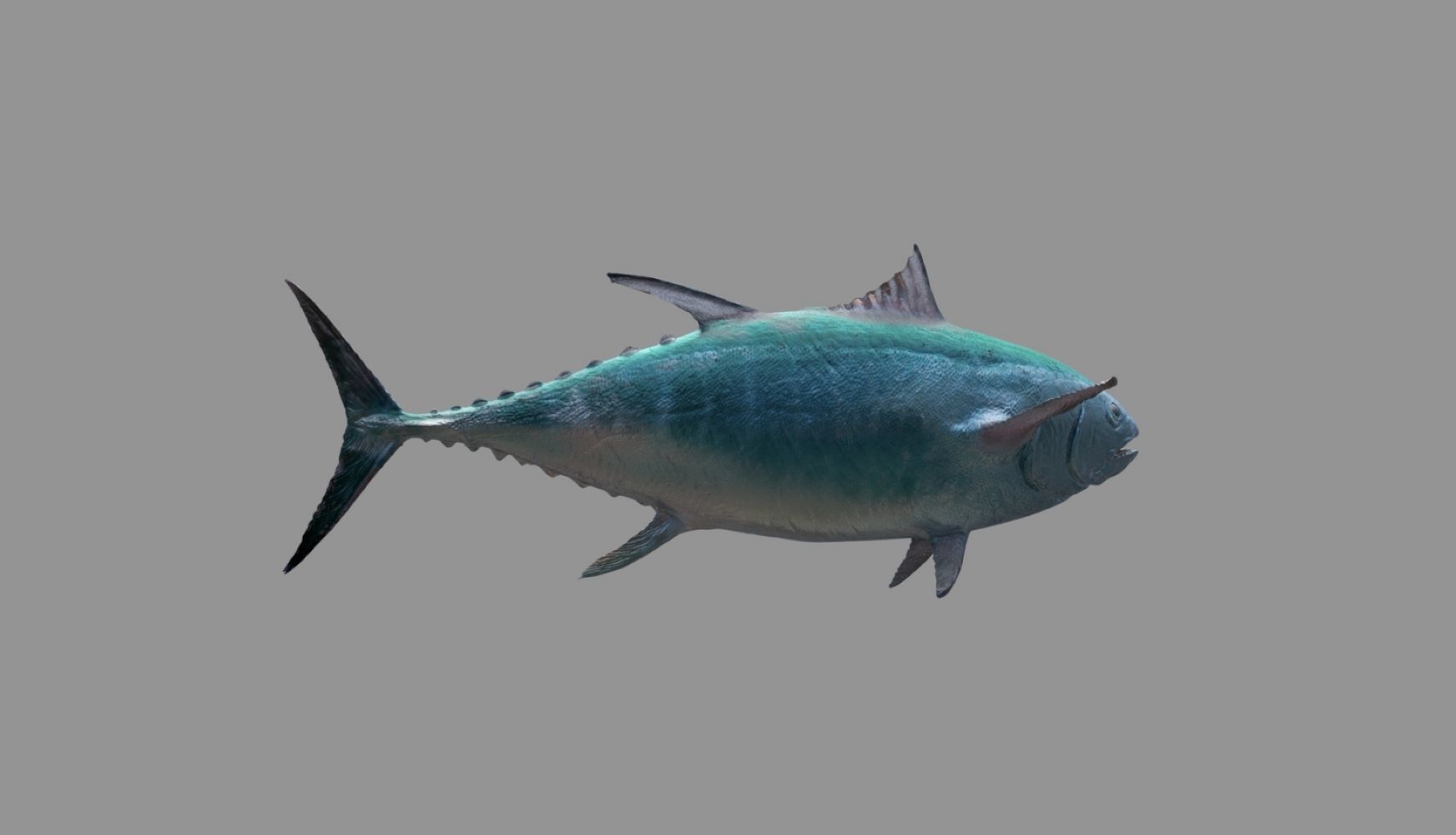 tuna fish 3D model_25