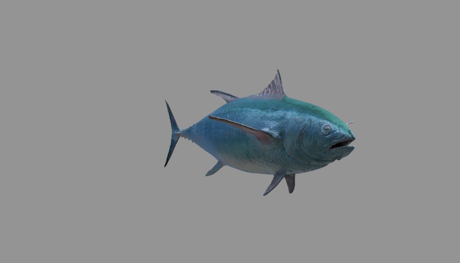 tuna fish 3D model_29