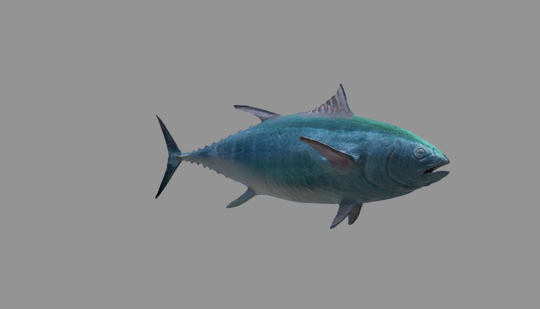 tuna fish 3D model_36