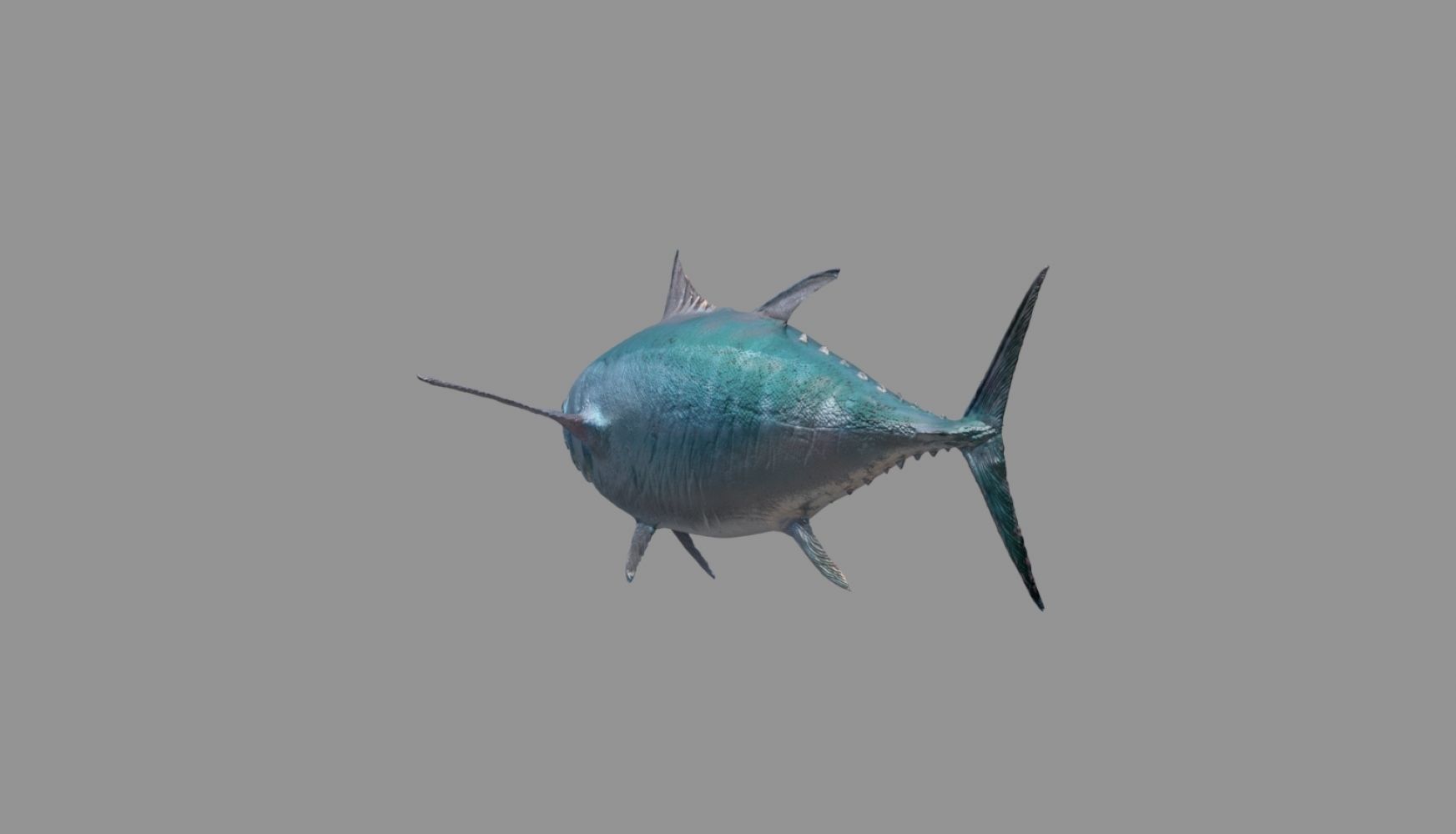 tuna fish 3D model_19