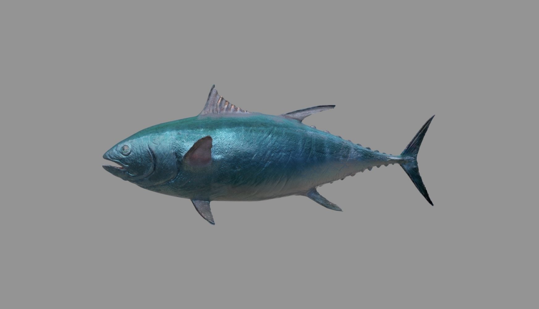 tuna fish 3D model_15
