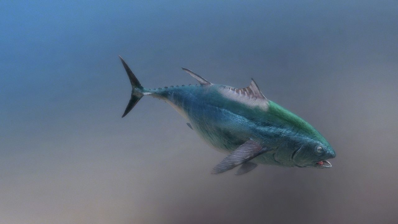 tuna fish 3D model_4