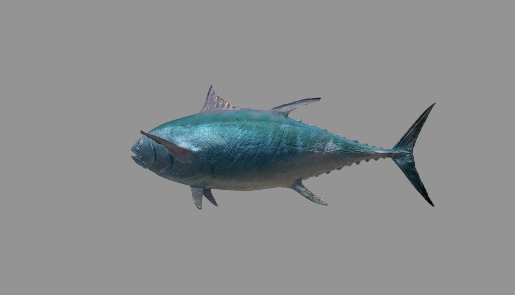 tuna fish 3D model_17