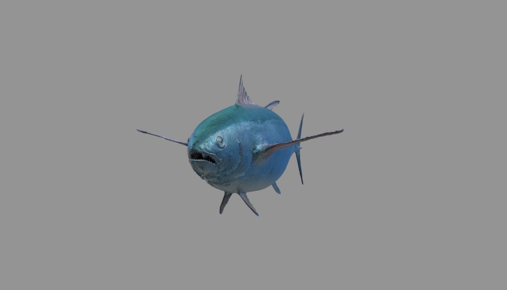 tuna fish 3D model_23