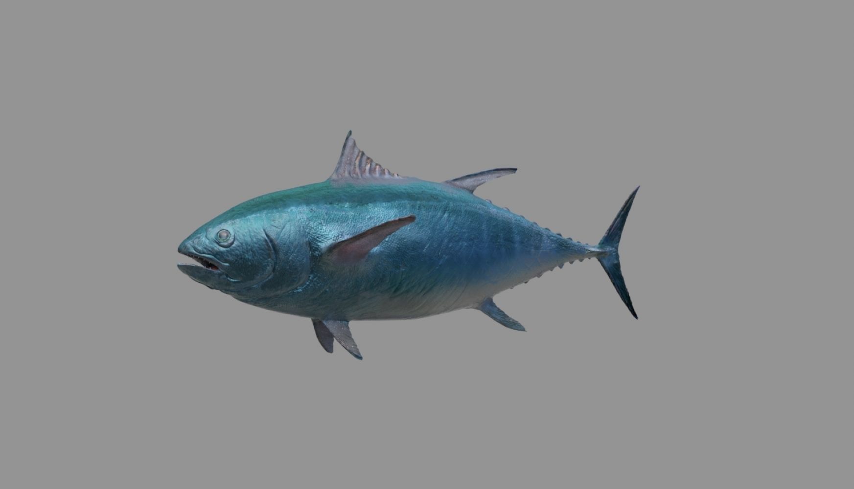 tuna fish 3D model_14