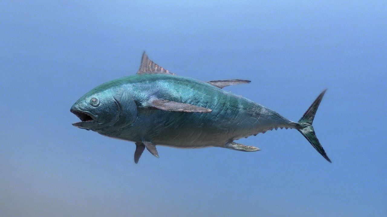tuna fish 3D model_1