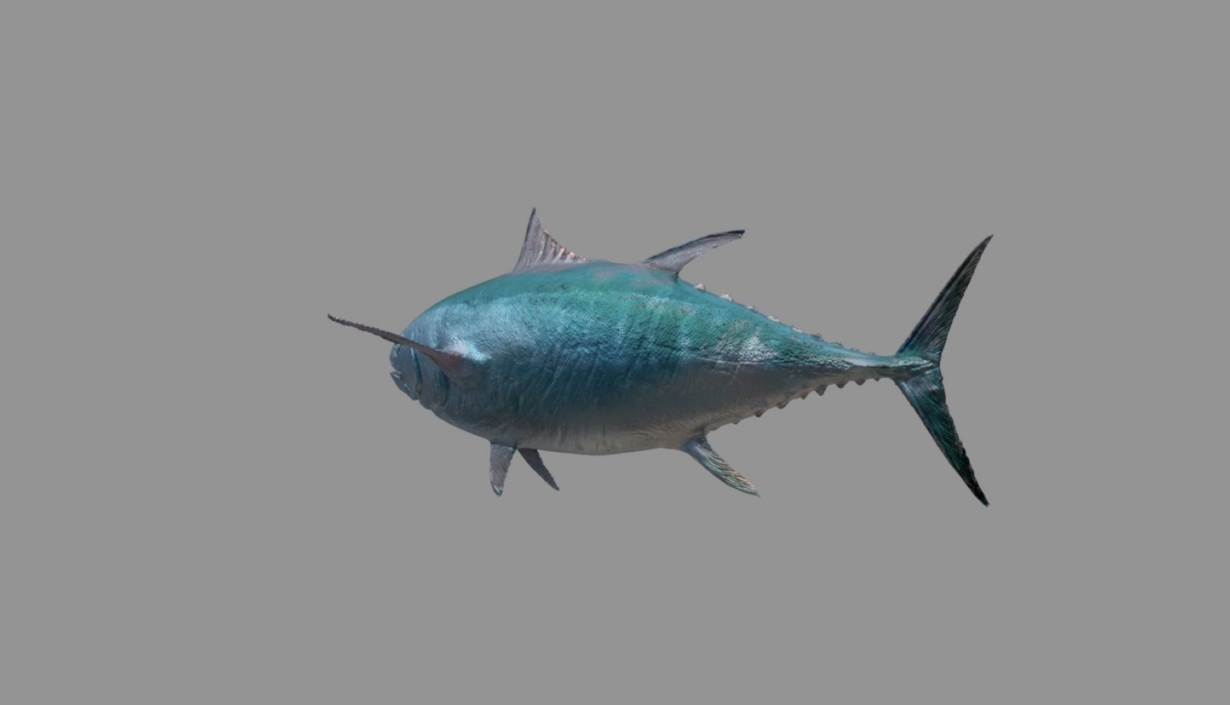 tuna fish 3D model_18