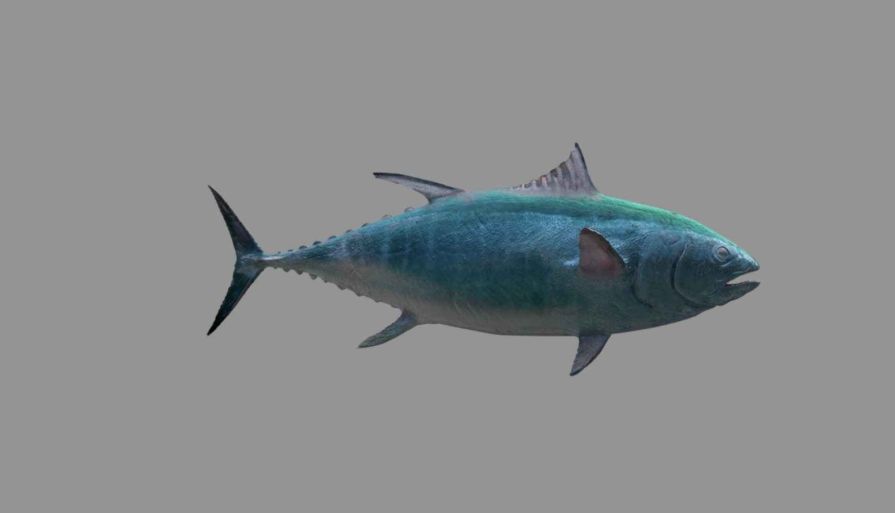 tuna fish 3D model_35