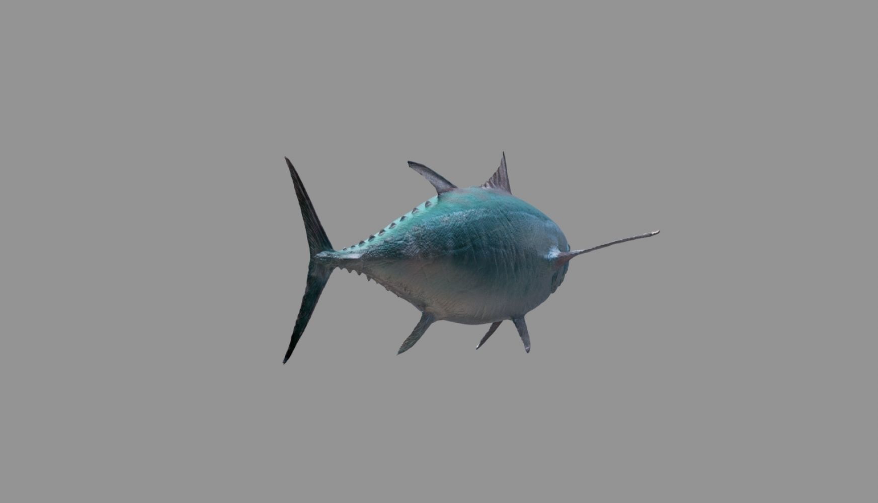 tuna fish 3D model_22