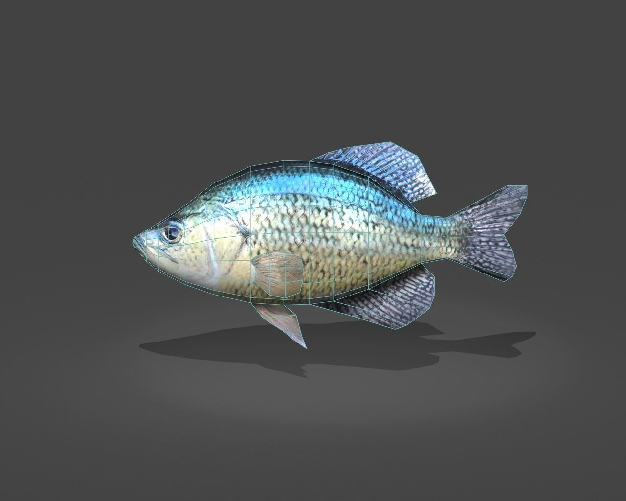 Crappie bluegill fish Low-poly 3D model_1