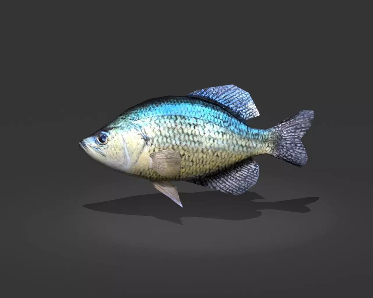 Crappie bluegill fish Low-poly 3D model_0
