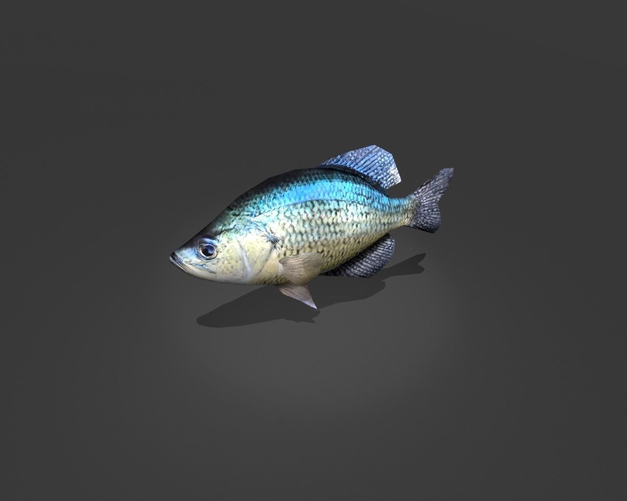 Crappie bluegill fish Low-poly 3D model_2
