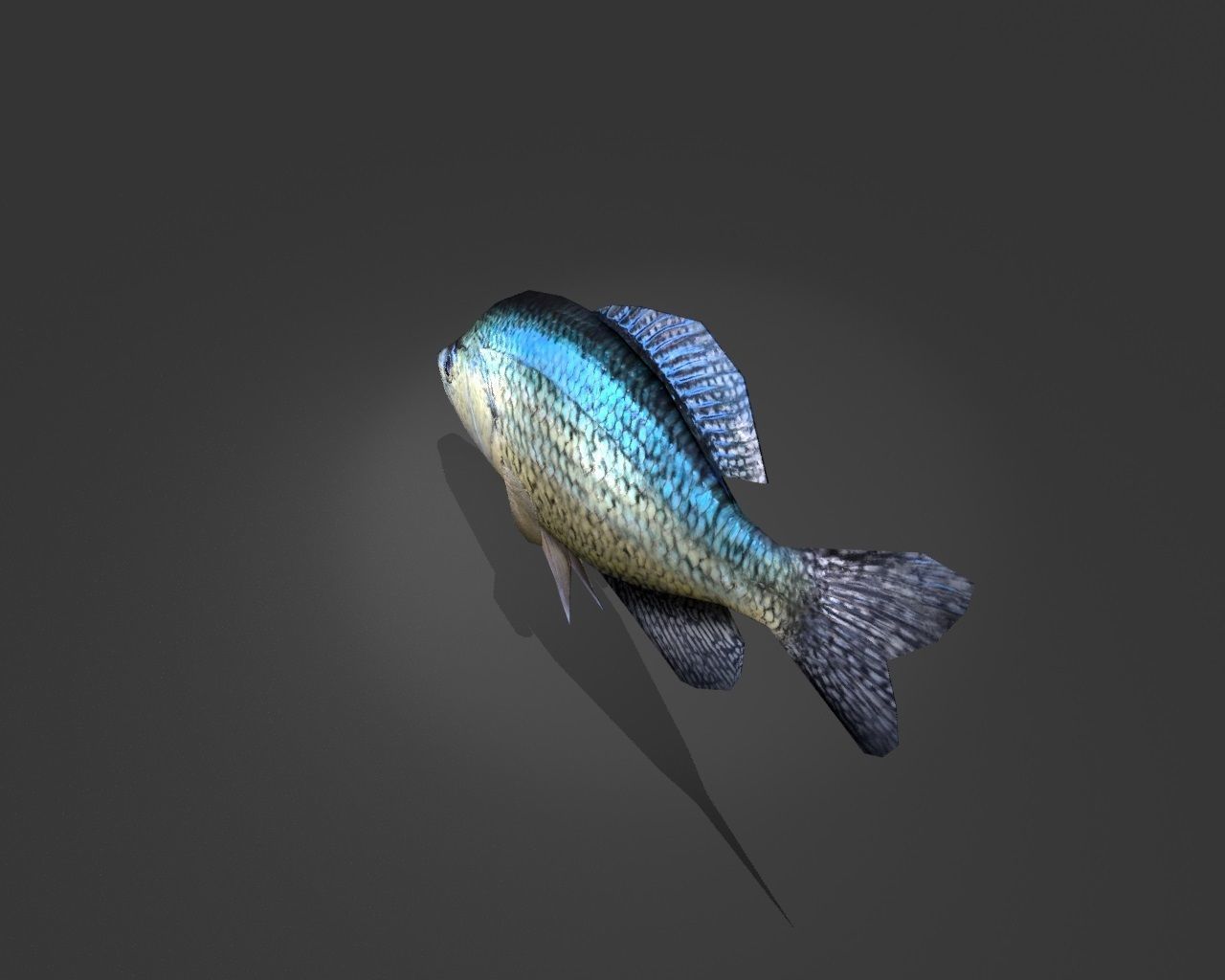 Crappie bluegill fish Low-poly 3D model_3