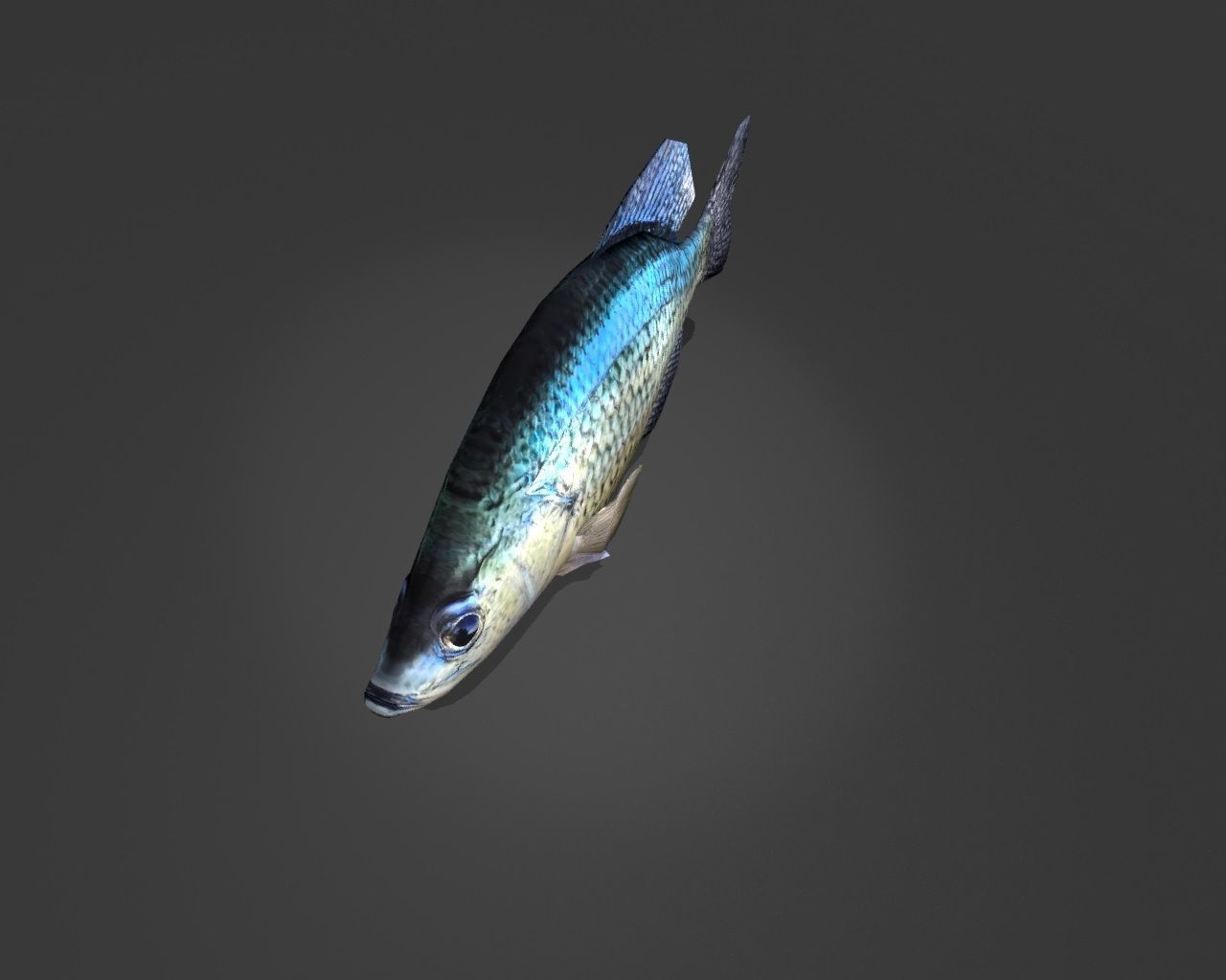 Crappie bluegill fish Low-poly 3D model_4