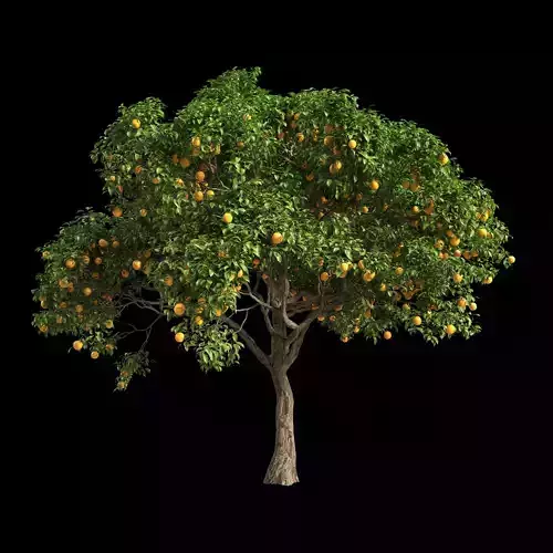 Orange Tree 6