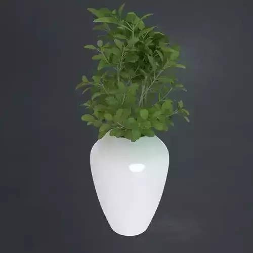 Vaso com Planta