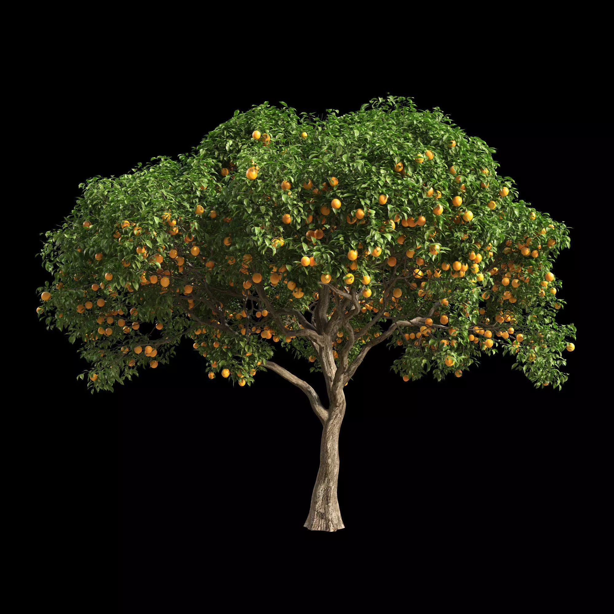 Orange Tree 7 3D model_0