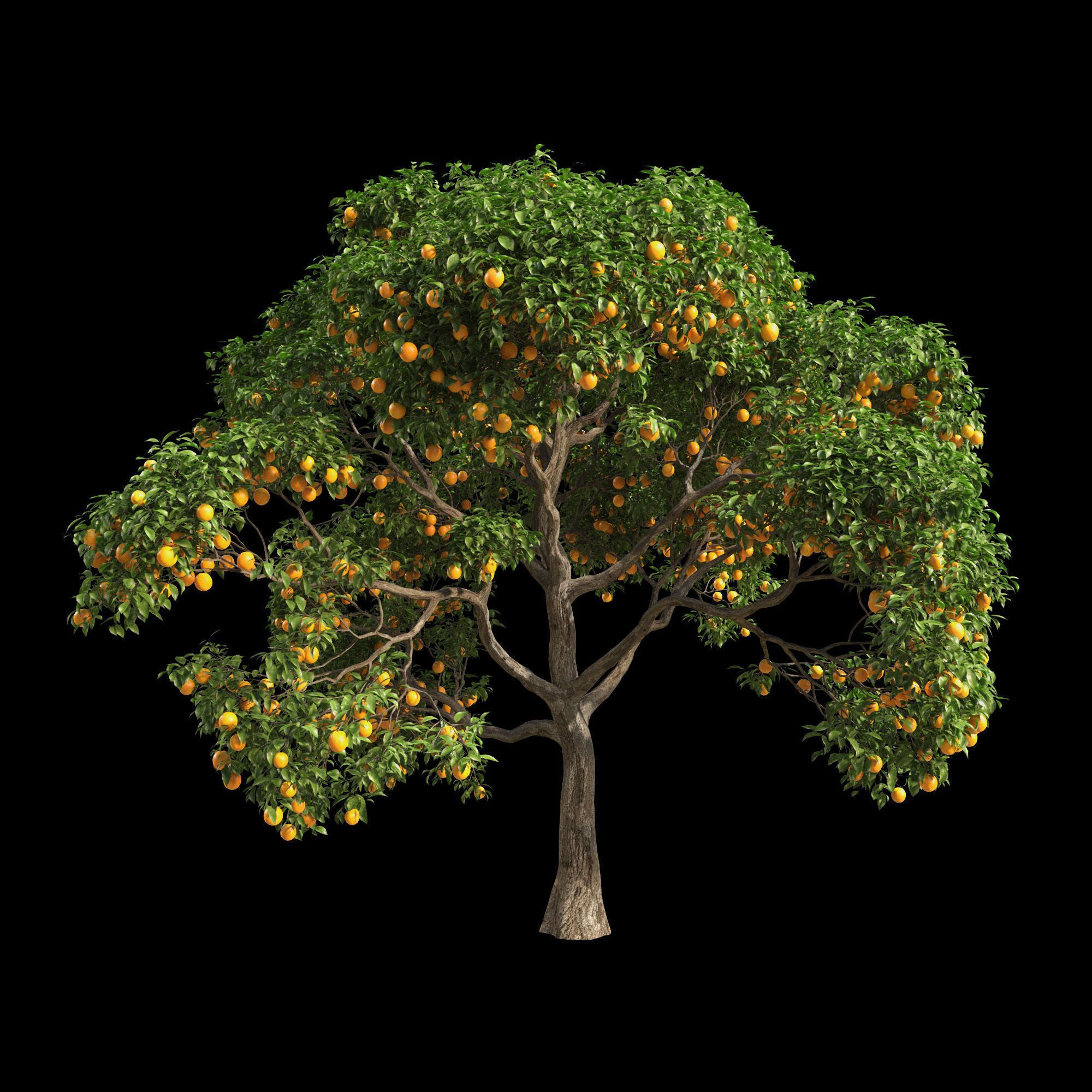 Orange Tree 7 3D model_2