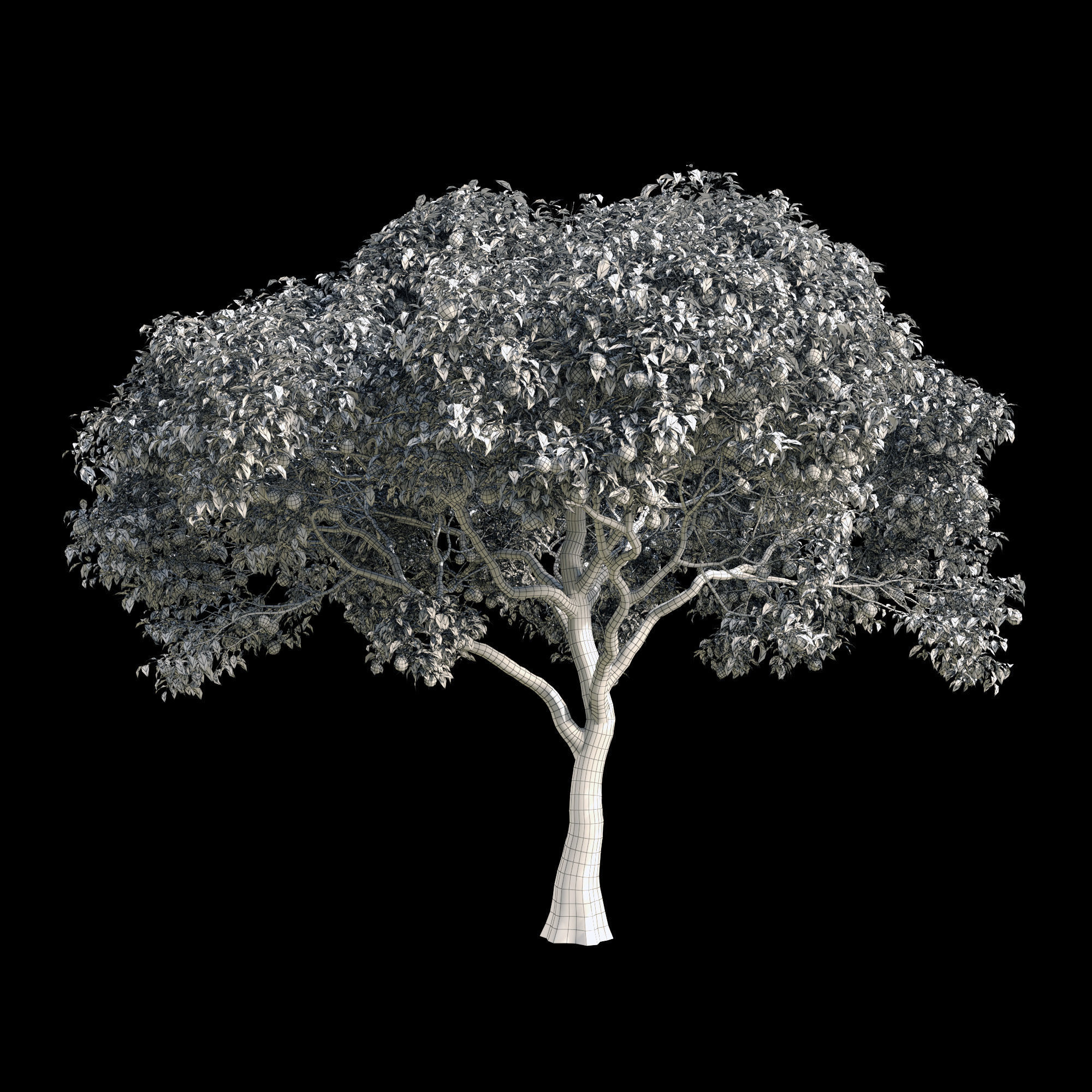 Orange Tree 7 3D model_1