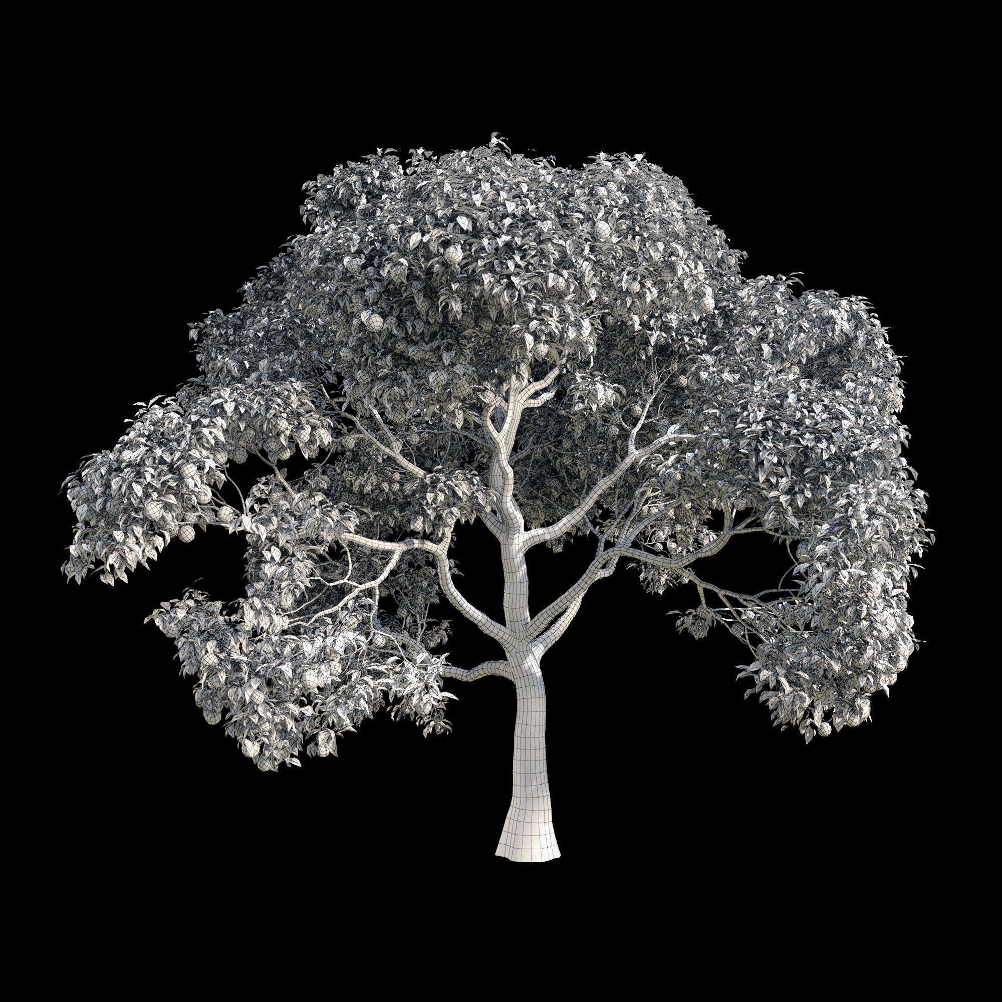 Orange Tree 8 3D model_1