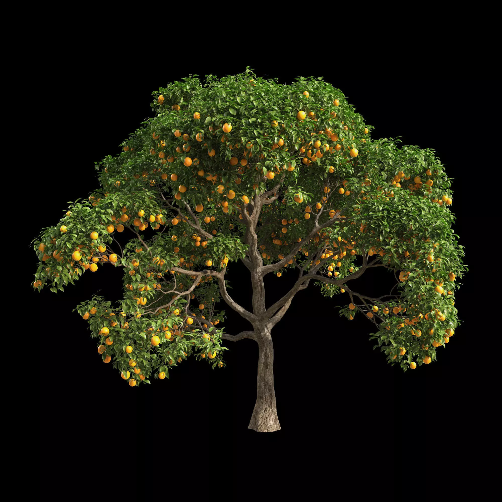 Orange Tree 8 3D model_0