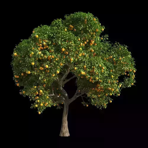 Orange Tree 9