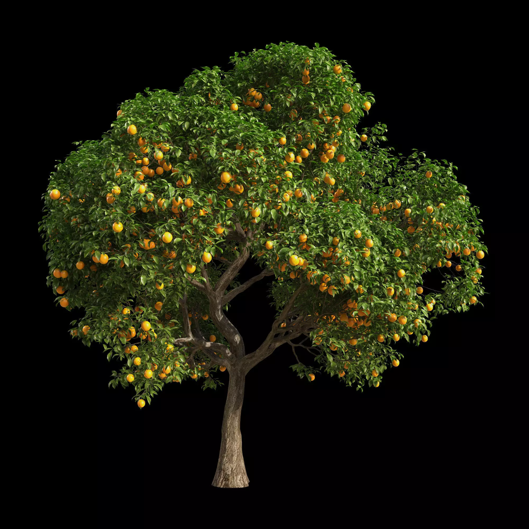 Orange Tree 9 3D model