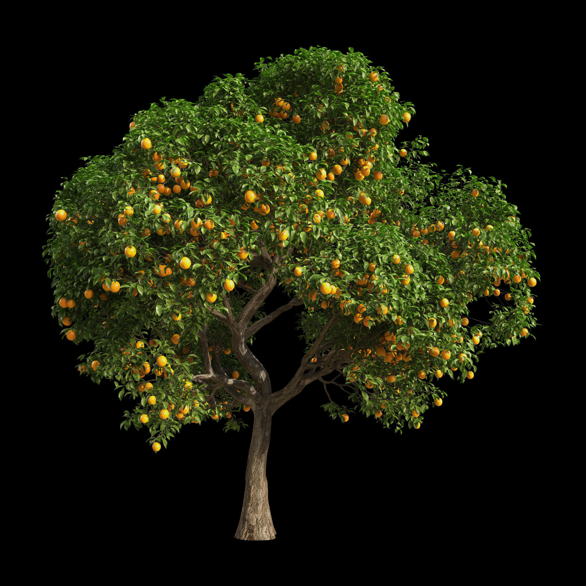 Orange Tree 9 3D model CGTrader