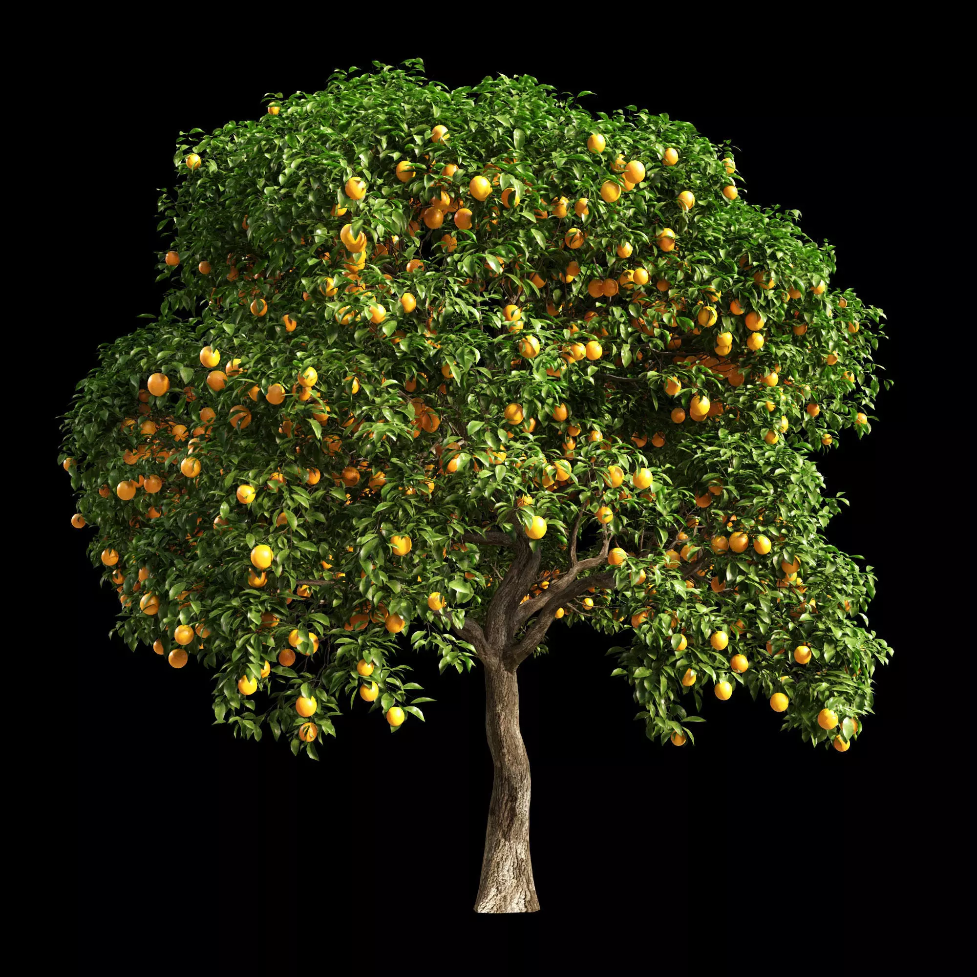 Orange Tree 11 3D model_0