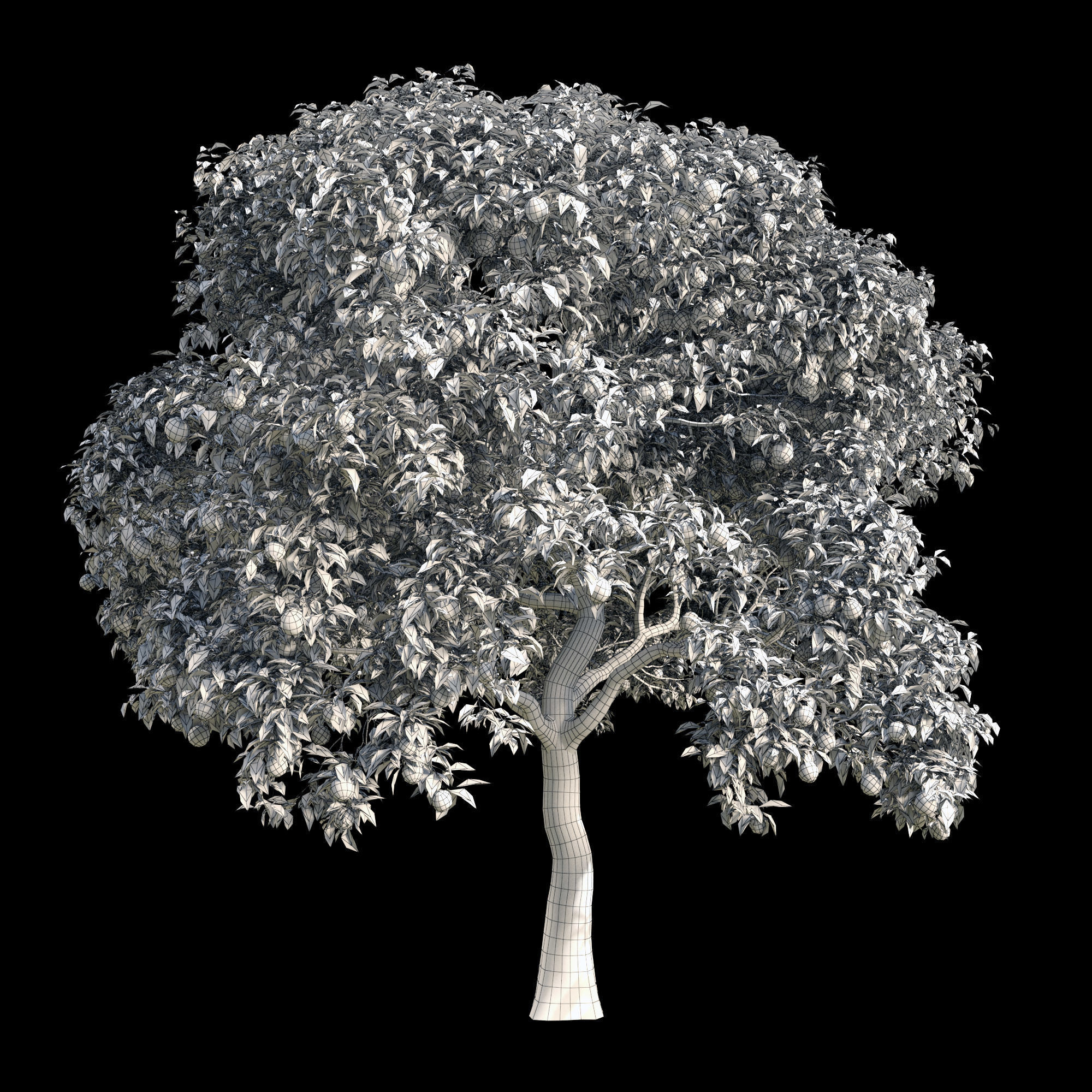 Orange Tree 11 3D model_1