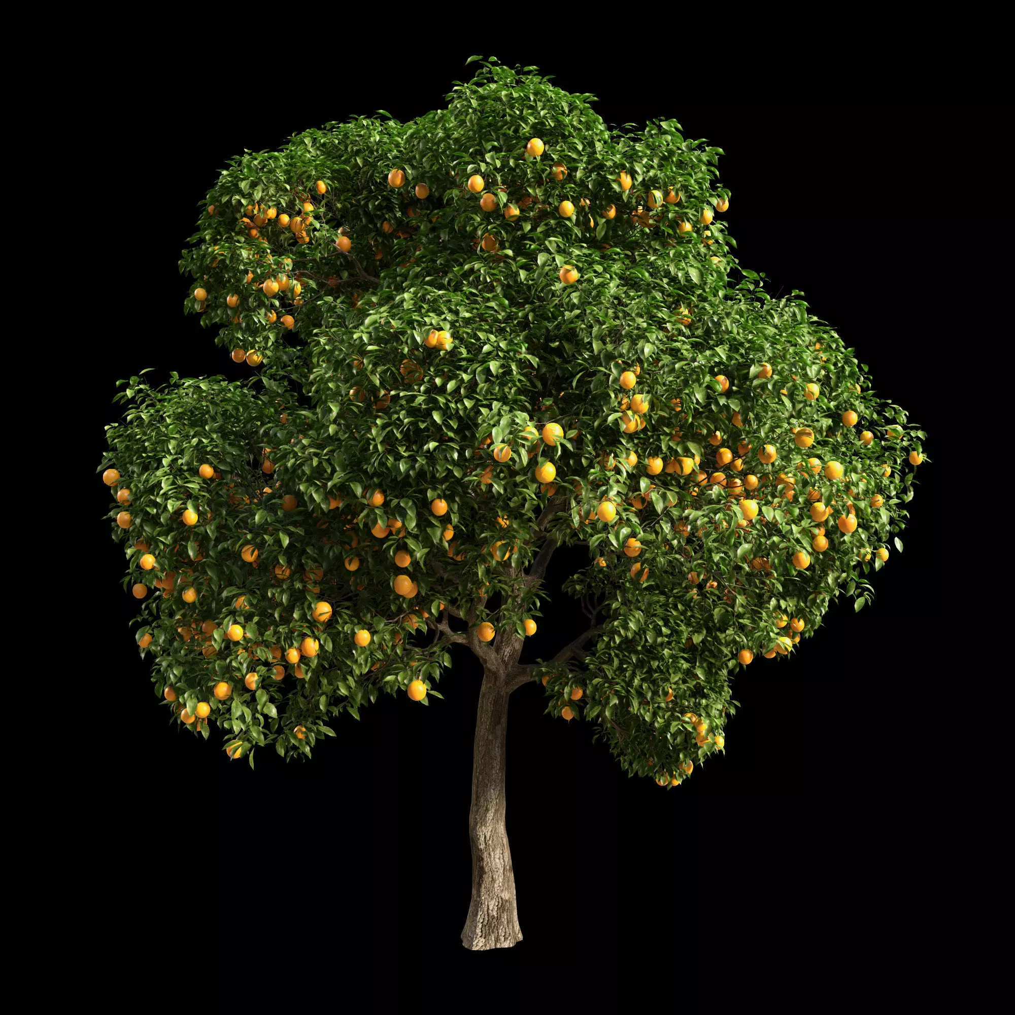 Orange Tree 15 3D model_0