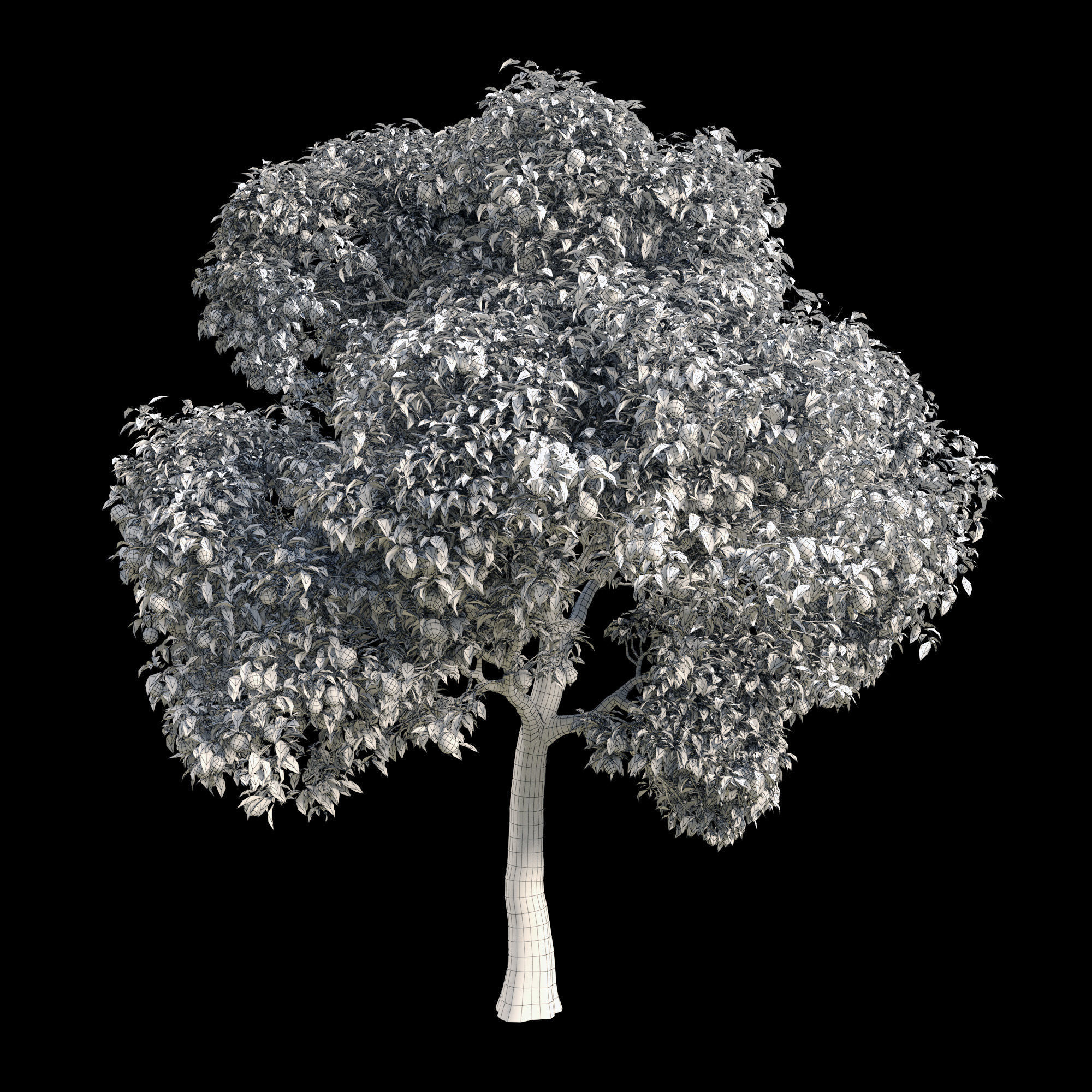 Orange Tree 15 3D model_1