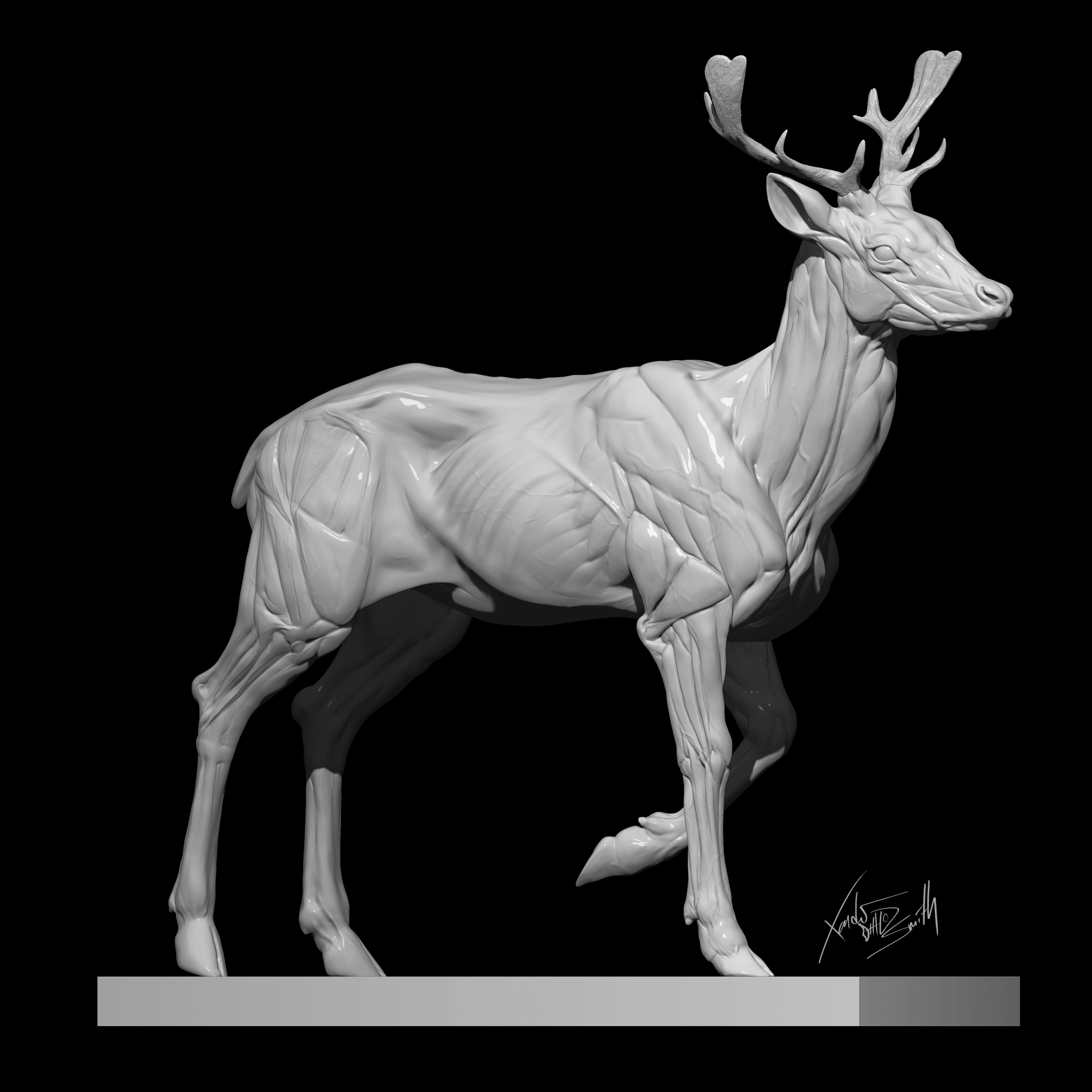 Fallow Deer  Anatomy Sculpture 3D model_1