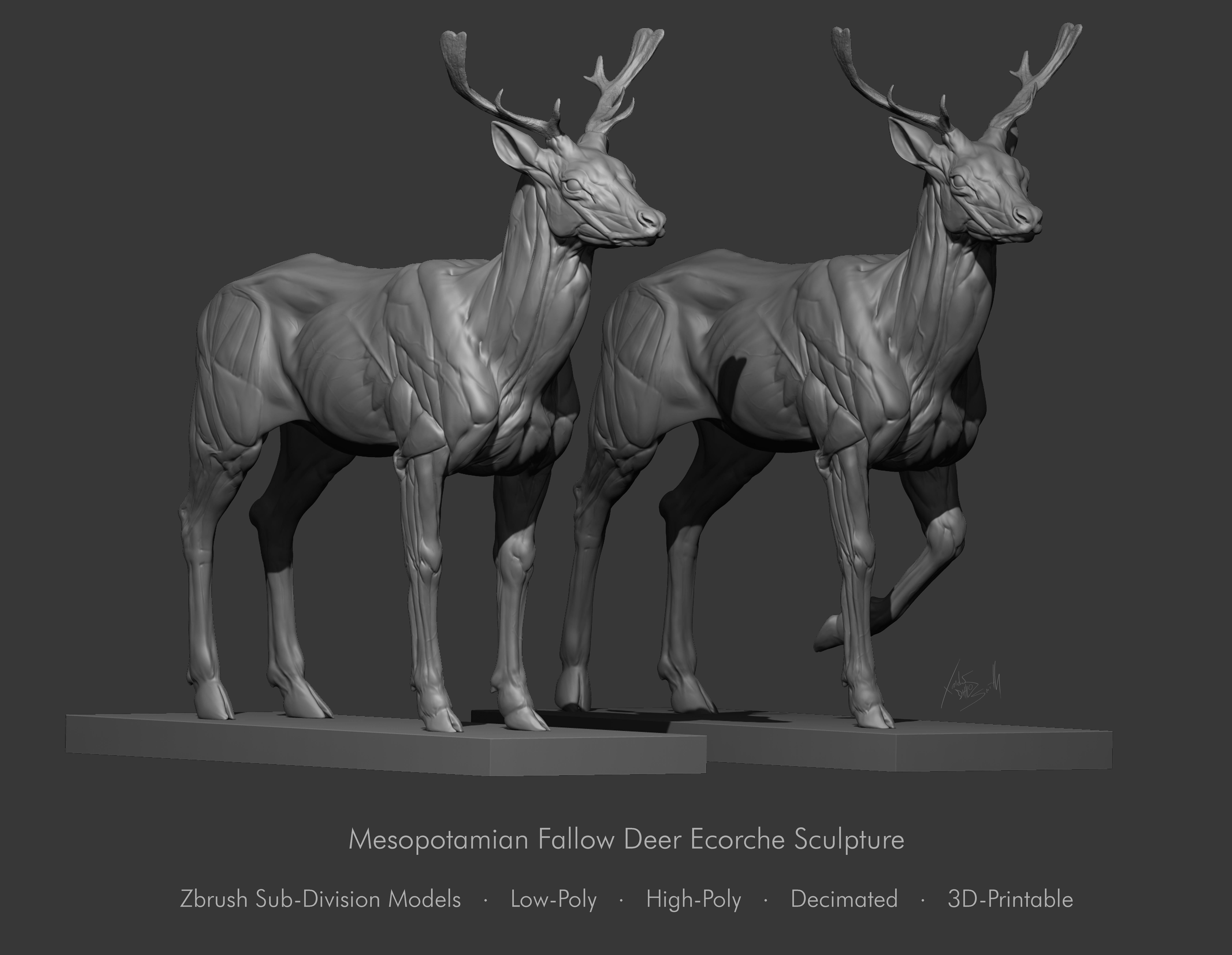 Fallow Deer  Anatomy Sculpture 3D model_0