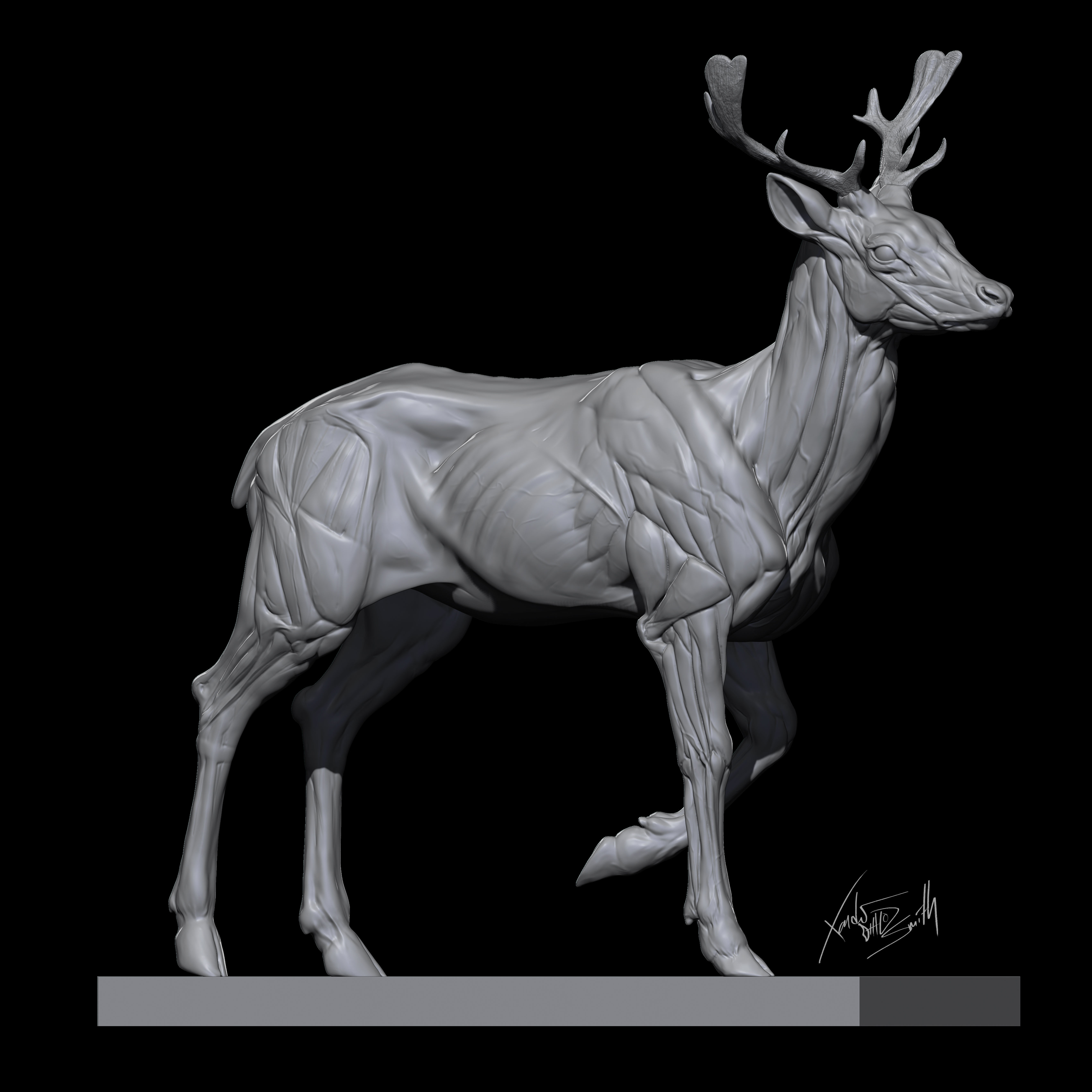 Fallow Deer  Anatomy Sculpture 3D model_2