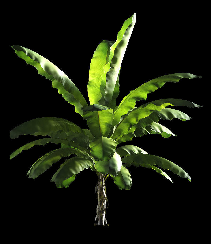 Banana palm tree Set of 5 models 3D model_4
