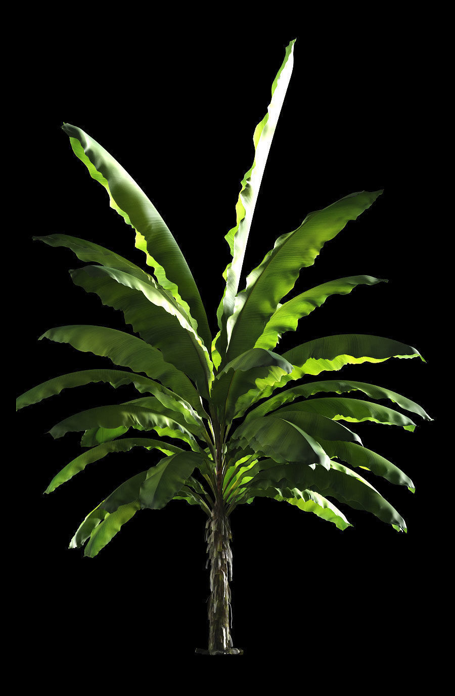 Banana palm tree Set of 5 models 3D model_5