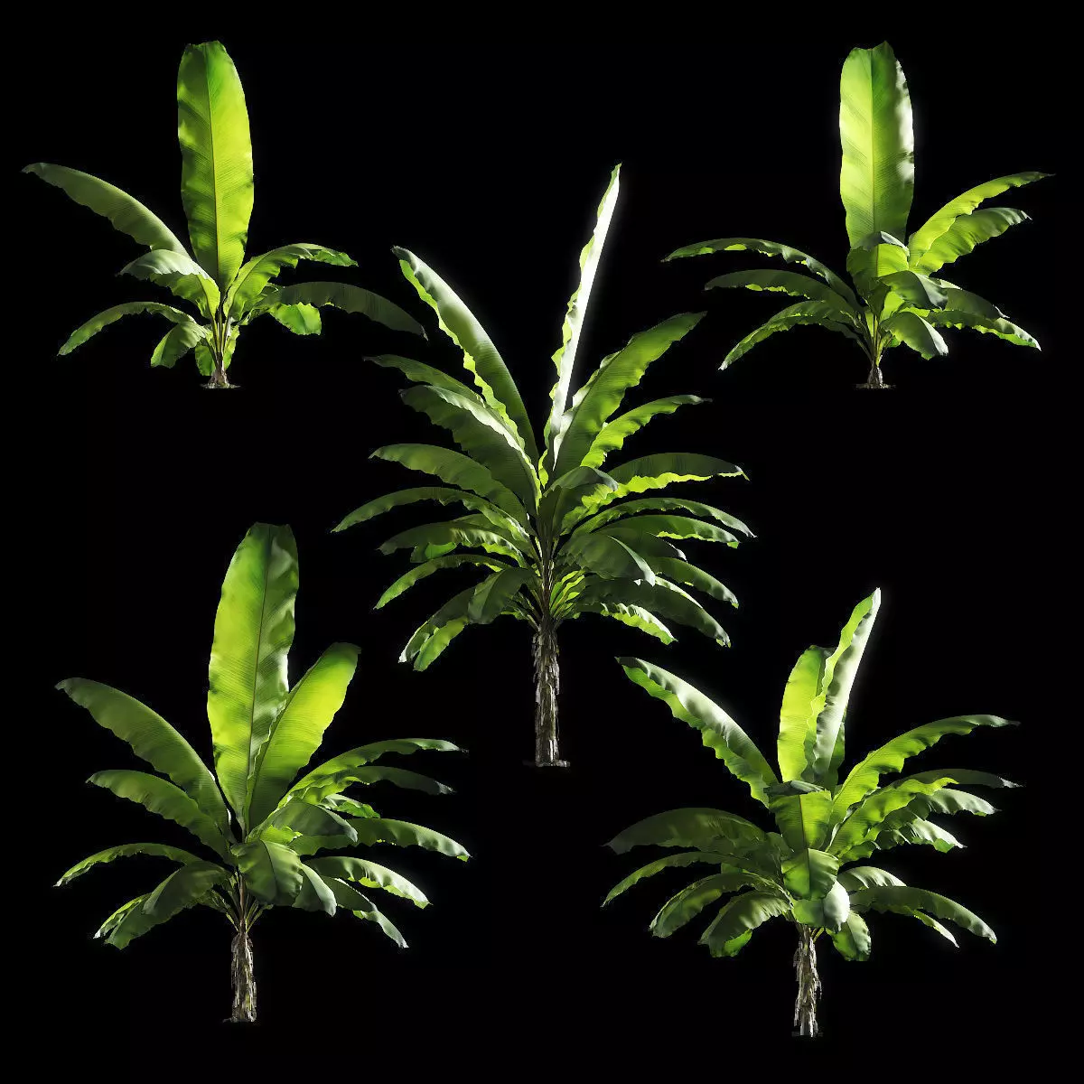 Banana palm tree Set of 5 models 3D model_0